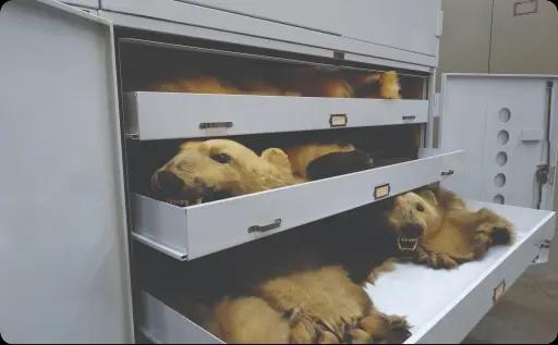 Preservation cabinets