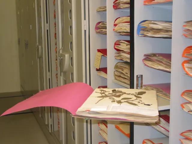 Botany Cabinet